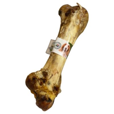 Nova - Ostrich Dino Bone - 1pc