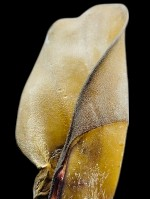 Anco - Giant Cow Ear - 1pc