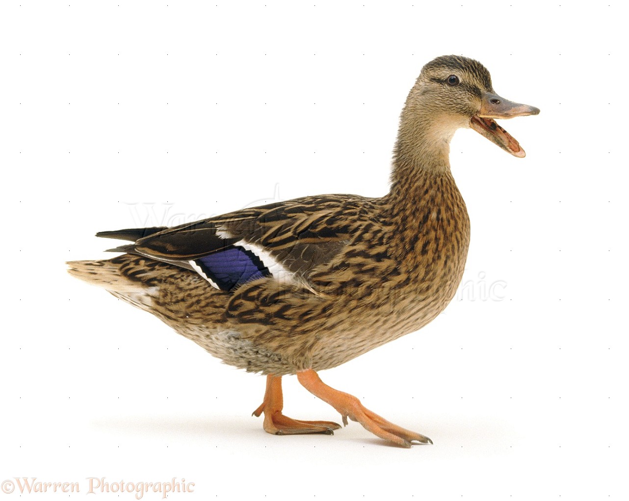Duck